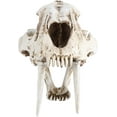 thumbnail image 1 of Skull Model Skull Specimens Simulation Animal Skull Model Resin Tiger Skull Model Interior Decoration Props Ornaments Tyrannosaurus Skull Dinosaur Specimens Resin Crafts Study Decoration, 1 of 6