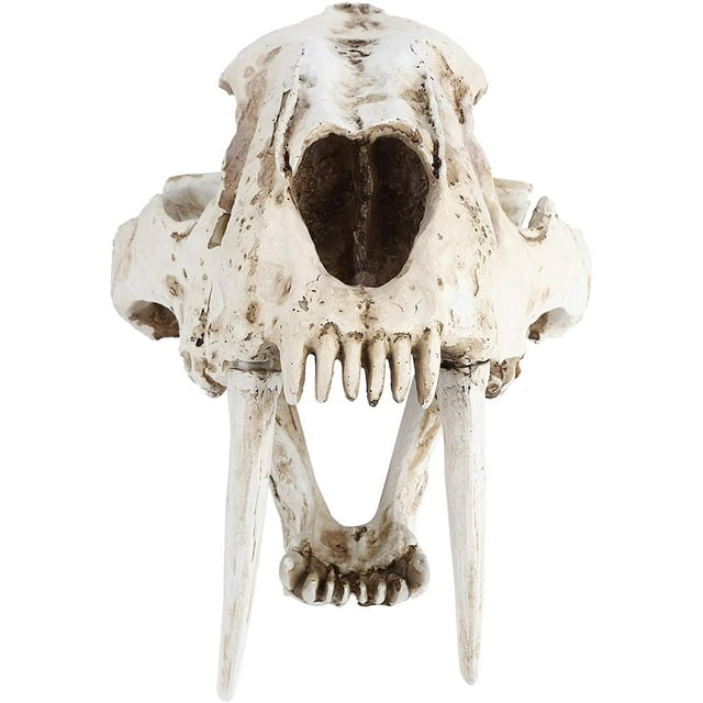 Skull Model Skull Specimens Simulation Animal Skull Model Resin Tiger Skull Model Interior Decoration Props Ornaments Tyrannosaurus Skull Dinosaur Specimens Resin Crafts Study Decoration