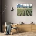 thumbnail image 3 of Dana Styber 40x28 Gallery Wrapped Canvas Wall Art Titled - Daffodil Harvest I, 3 of 4