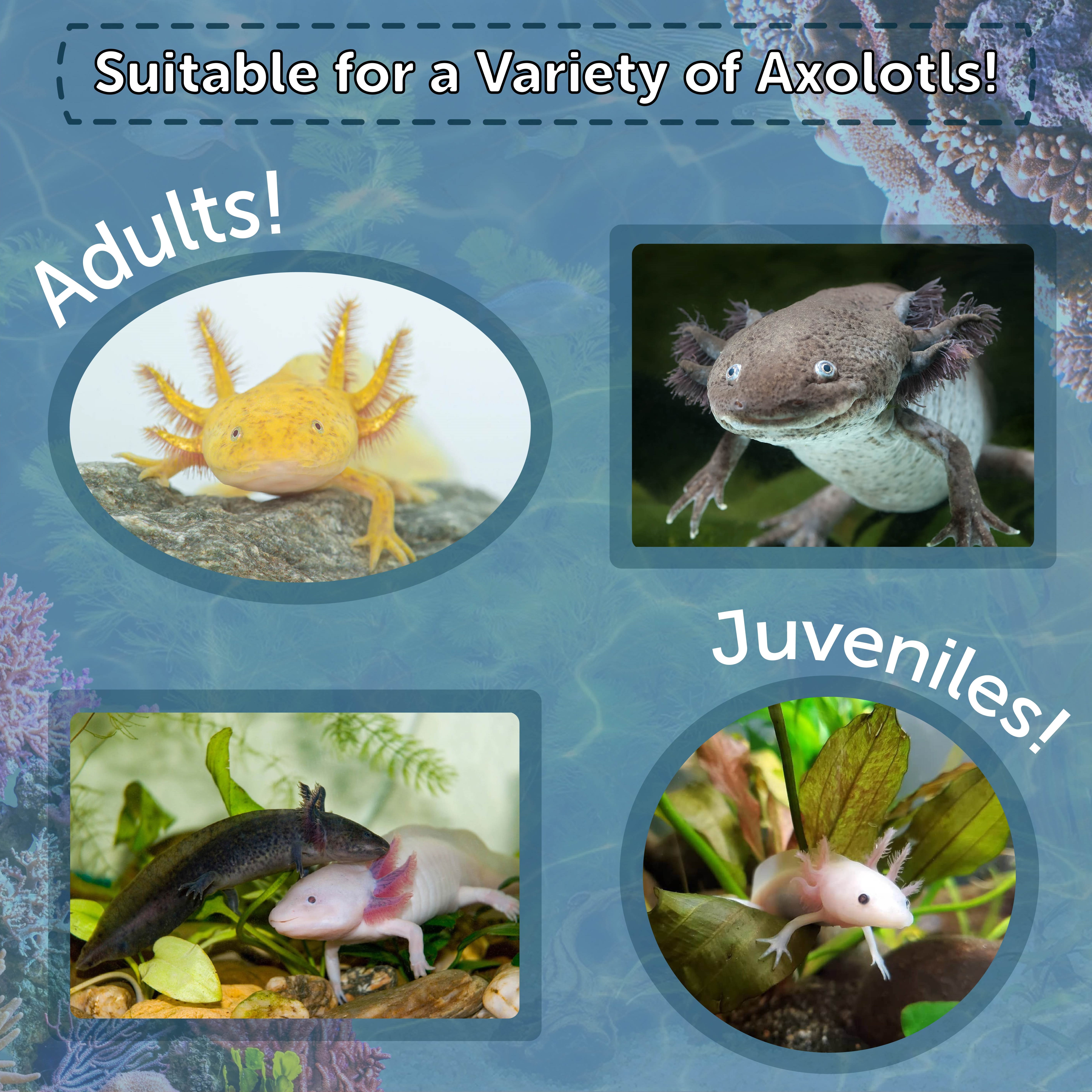 Axolotl Food 3/16" Soft Moist Sinking Rangen Salmon Pellets for Adult Axolotl also Shrimp, Snails, Crabs, Crayfish, Bottom Tropical Fish...2-lb Med Jar