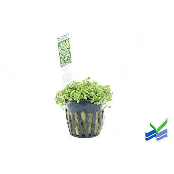 Potted Monte Carlo (Micranthemum) - Easy Carpet Aquarium Plant by West Coast Aquatics