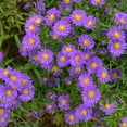 thumbnail image 2 of 1 Gal. Pot Jindai Blue Flowering Tartarian Aster Perennial Plant - 1 plant per offer, 2 of 4