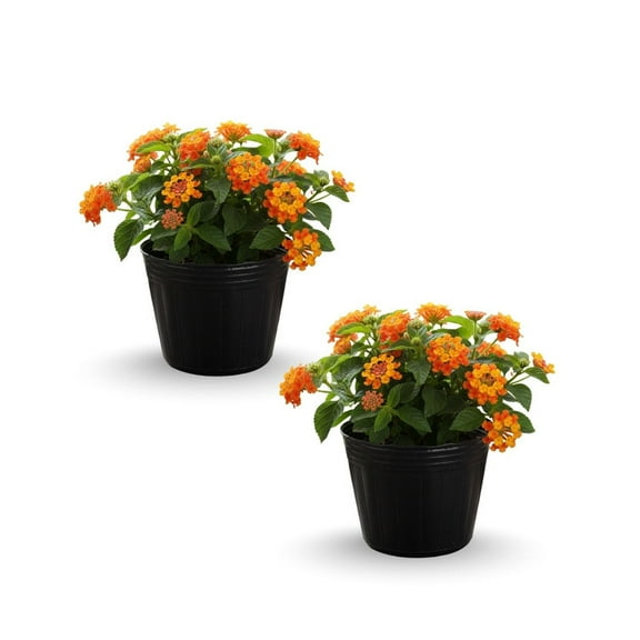 Orange Lantana Live Plant 4 Inches, Vibrant Lantana Shrub Tree for Outdoor Planting, Colorful Bloom Garden Plant