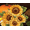 Retro Sunflower, variant on FORMRS Womens Canvas Tote Bag with Zipper Inner Pocket Shoulder Handbag, White Shelf
