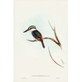 thumbnail image 2 of Gould, John 11x14 White Modern Wood Framed Museum Art Print Titled - Red-backed Halcyon-Halcyon pyrrhopygia, 2 of 4