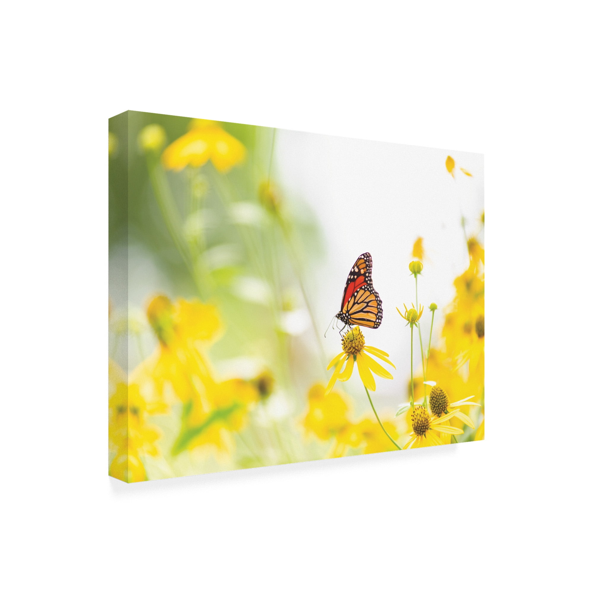 Trademark Fine Art 'Monarch on yellow' Canvas Art by Kurt Shaffer Photographs
