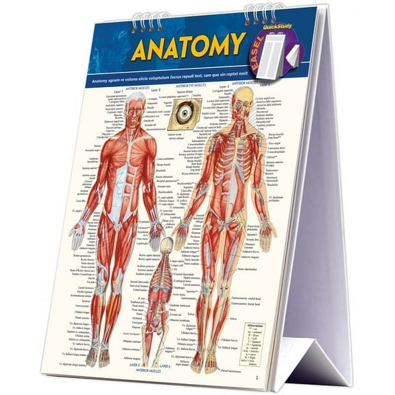 Anatomy Easel Book: A Quickstudy Reference Tool, (Paperback)