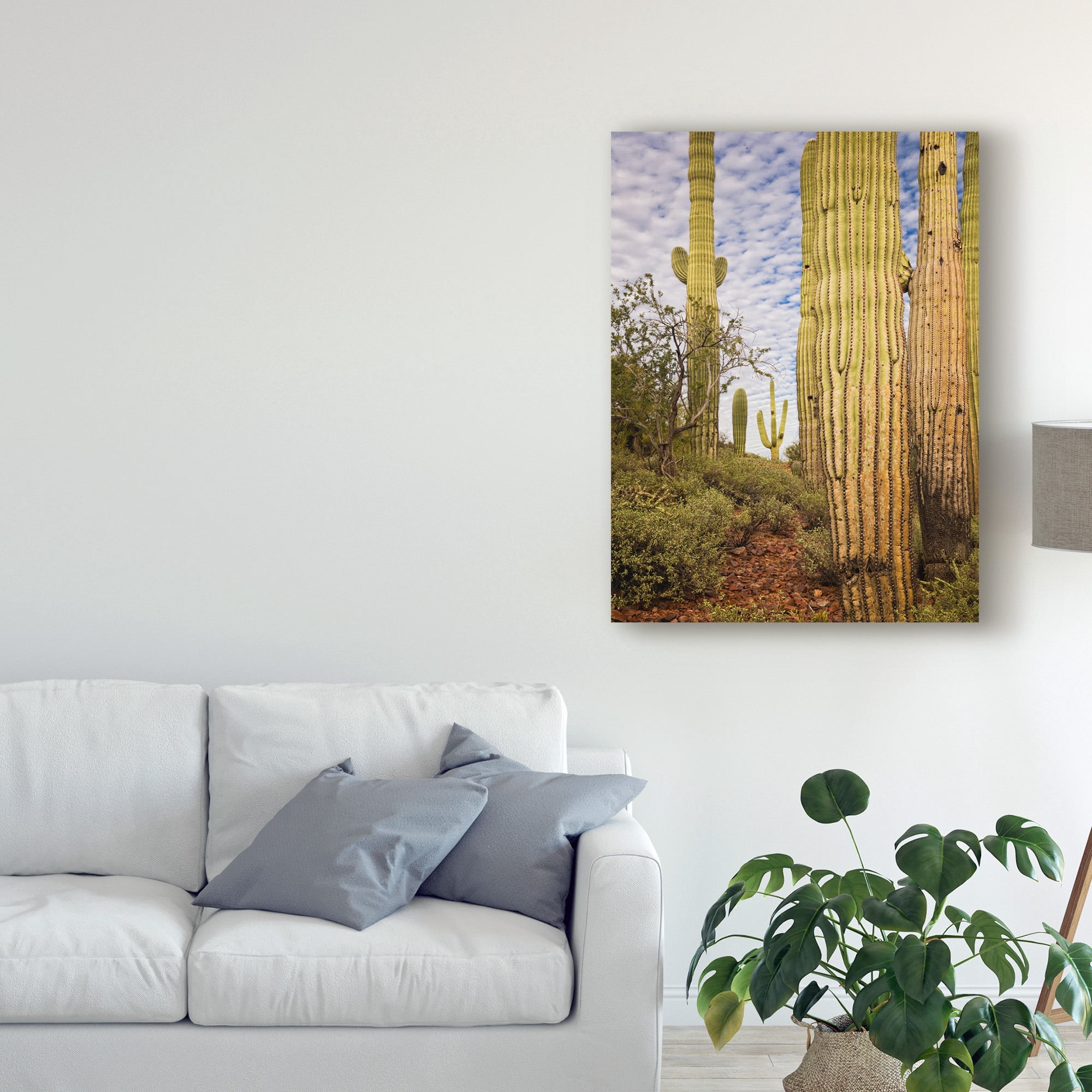 Trademark Fine Art 'Cacti View IV' Canvas Art by David Drost