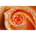thumbnail image 2 of Posterazzi DPI1875881 Water Drops On The Petals of A Rose Poster Print, 19 x 12, 2 of 4