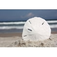thumbnail image 4 of Sand Dollars 3"-3.5" Set of 12 - Wedding Seashell Craft - Hand Picked and Professionally Boxed, 4 of 5