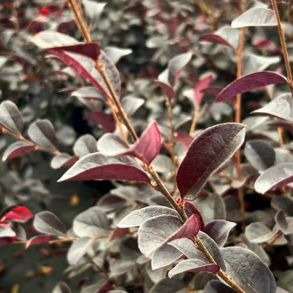 Carolina Midnight Fringe Flower - 3 Gallon Pot