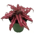 thumbnail image 2 of Fire Mystic Earth Star Plant - Cryptanthus - Easy - 4" Pot, 2 of 2