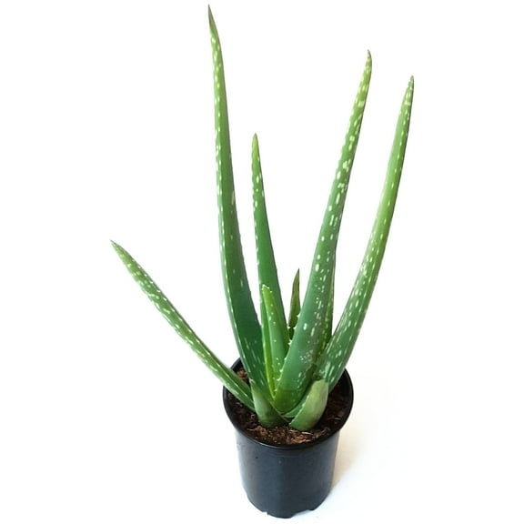 4" Pot of Aloe Vera, Burn Aloe, True Aloe, Succulent, Houseplant, Low Maintenance Plant
