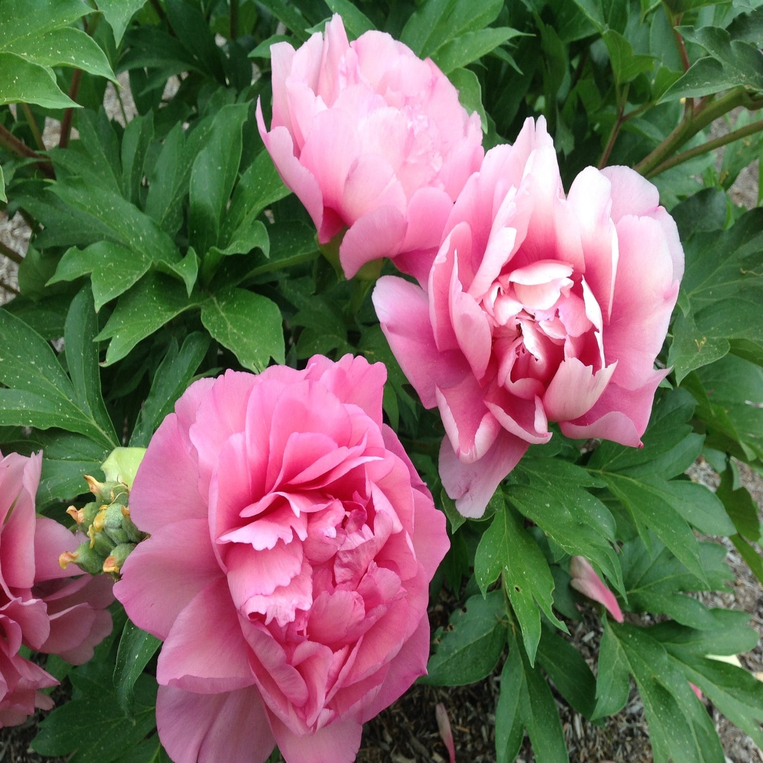 Expert Gardener 12-18" Peony Strawberry Swirl™ Live Tree in 1 gal. Grower Pot