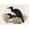 thumbnail image 2 of Gould, John 24x18 Black Modern Framed Museum Art Print Titled - Groove-billed Cormorant-Phalacrocorax sulcirostris, 2 of 4