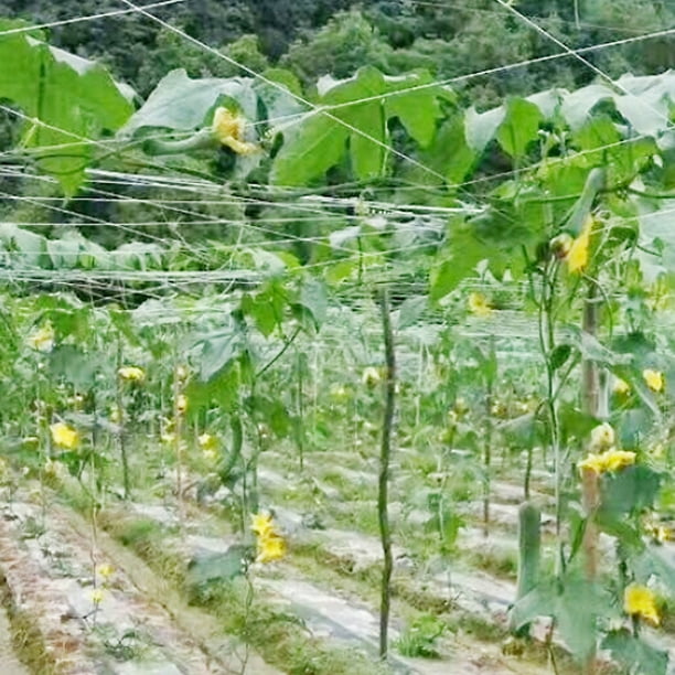 Fyydes Garden Netting,large Trellis Netting Plant Climbing Net Garden Vegetable Climbing Support Mesh For Pea Cucumber Vine,plant Net