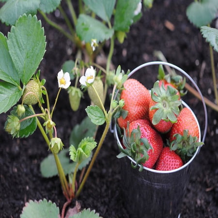 Portola Everbearing 25 Live Strawberry Plants, NON GMO,
