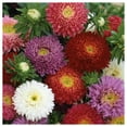 thumbnail image 4 of Everwilde Farms - 500 Powder Puff Mixed China Aster Garden Flower Seeds - Gold Vault Jumbo Bulk Seed Packet, 4 of 5