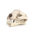 thumbnail image 1 of Oliegs Léopard Nui Maison Halloween Résine Animal Zoo Éducation Scientifique, 1 of 4