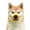 A#0831-538, variant on Adjustable Dog Muzzle Duck Bill Shape Anti Bite Mouth Cover for Small Breeds Breathable Pet Training Tool A