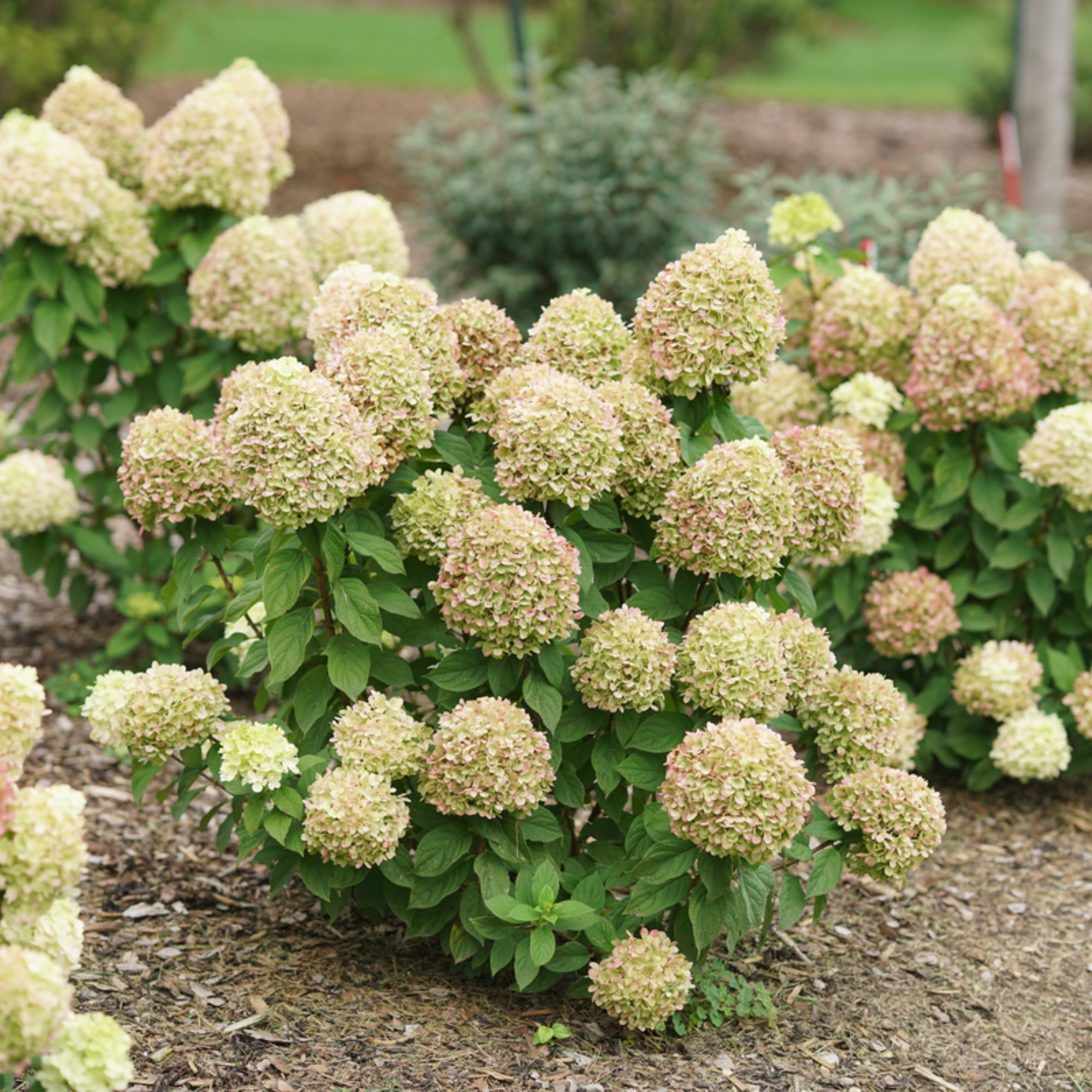 Proven Winners ColorChoice 6" Powerball Panicle Hydrangea Live Plant in 7.5" Pot