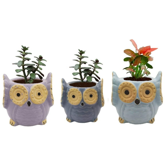 India Meets India Ceramic Planter, Owl Shaped [Multi-Color - 3.5 inch] - Ceramic Flower Pot/Indoor/Outdoor Pot, Set of 3 - by Awarded Indian Artisan