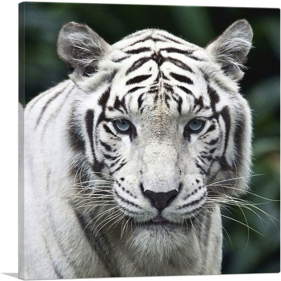 ARTCANVAS White Tiger Staring Square Canvas Art Print - Size: 18" x 18" (0.75" Deep)