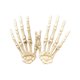 thumbnail image 1 of 1 par de manos de esqueleto de Halloween, mano de plástico, modelo de esqueleto de garra de calavera, manos aterradoras para decoración de Halloween, broma de terror, fiesta de cosplay, decoraciones d, 1 of 3