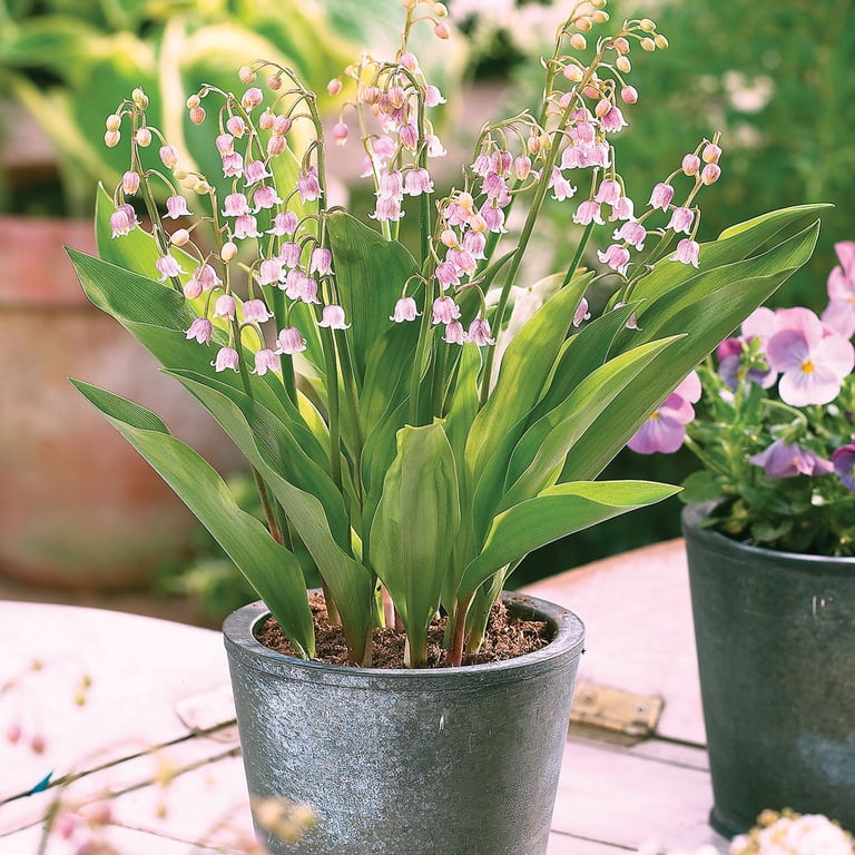 Expert Gardener Lily of the Valley Pink Set of 2 Dormant Bare