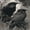 Dark Gothic Black Ravens Perched Roses Moody, variant on 31"x8" Black Coiled White Roses Dark Gothic Floral Complete Skateboards for Beginners, Double Kick 7 Ply Maple Deck Skateboard with Wheels, Gifts for Kids Teens