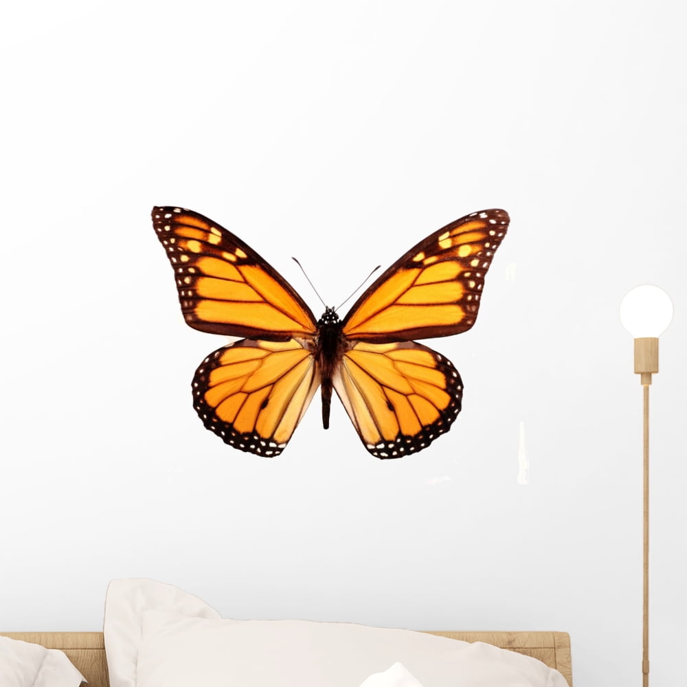 Monarch Butterfly Wall Decal by Wallmonkeys Peel and Stick Graphic (18