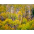 thumbnail image 2 of Gulin, Sylvia 24x19 Black Ornate Wood Framed with Double Matting Museum Art Print Titled - USA-Idaho-Highway 36 west of Liberty and hillsides covered with Aspens in autumn, 2 of 4