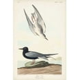 thumbnail image 2 of Audubon, John James 13x18 Black Ornate Wood Framed with Double Matting Museum Art Print Titled - Pl 280 Black Tern, 2 of 4