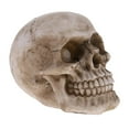 thumbnail image 1 of Skulls Human Skeleton Head Skeleton Skulls for, 1 of 8