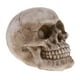thumbnail image 3 of Cráneo - Escultura De De Resina De Juguete De Halloween - bar Adornos, 3 of 9