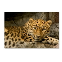 Trademark Fine Art 'Denver Zoo Snow Leopard' Canvas Art by Mike Jones Photo