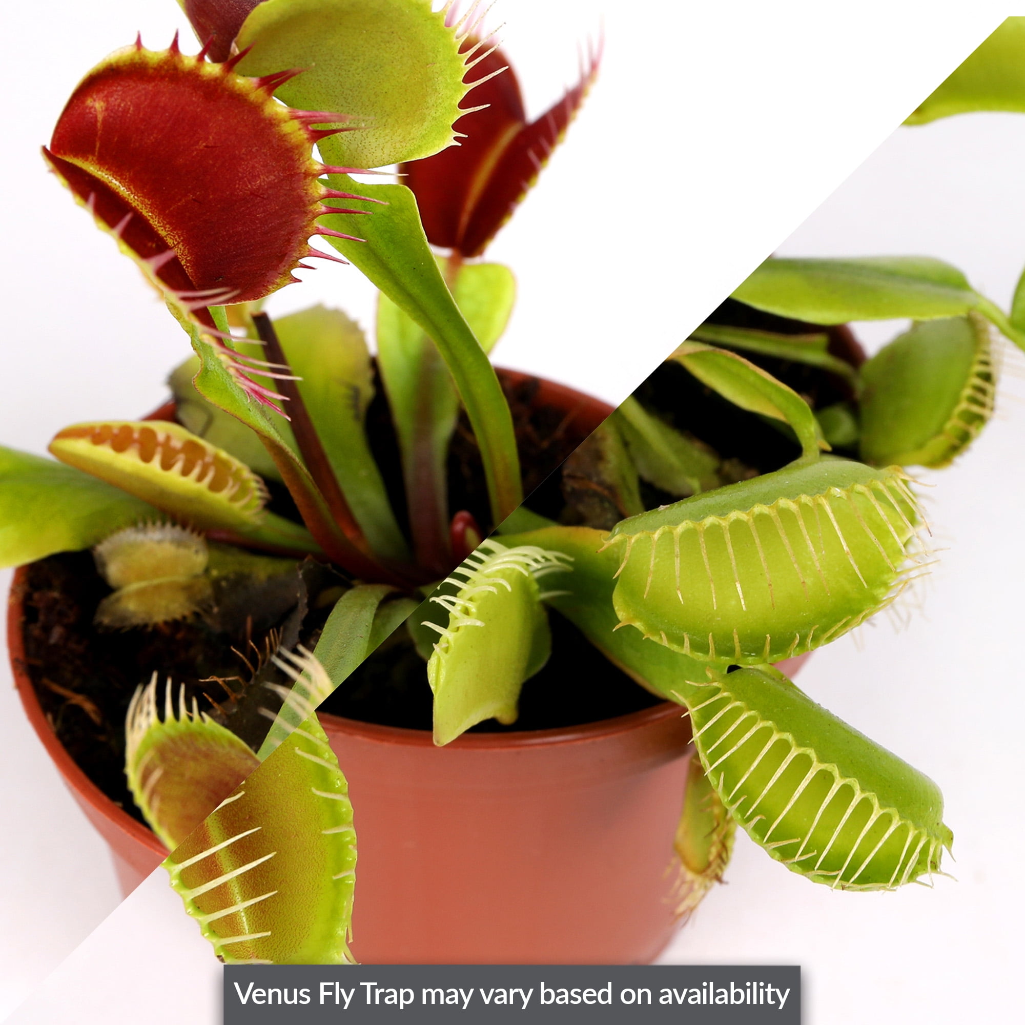 (2 pack) Live Venus Fly Trap in 3" Grower Pot in Decorative Tube