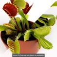 thumbnail image 6 of (2 pack) Live Venus Fly Trap in 3" Grower Pot in Decorative Tube, 6 of 7