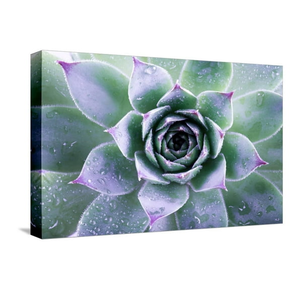 Art.com Beautiful Succulent with Water Drops Stretched Canvas Print Wall Art by Yastremska, 18" x 12"