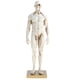 thumbnail image 2 of Modelo de de Anatomía Femenina / Masculina de 11 Pulgadas, Referencia Anatómica para Artistas, 2 of 9