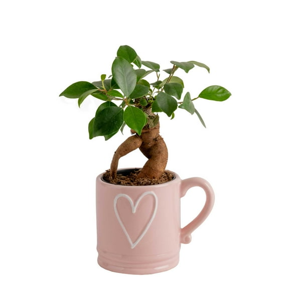 Costa Farms 10" Tall Mini Bonsai Grower's Choice, Bright Indirect Sunlight, Indoor Live House Plants