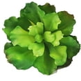 thumbnail image 2 of Fake Flower Bouquet Plastic Artificial Queen Of Flowers Simulation Artificial Succulent Plants For Home Decoration Garden Wall Arrangement,Green Household Imitation, 2 of 9