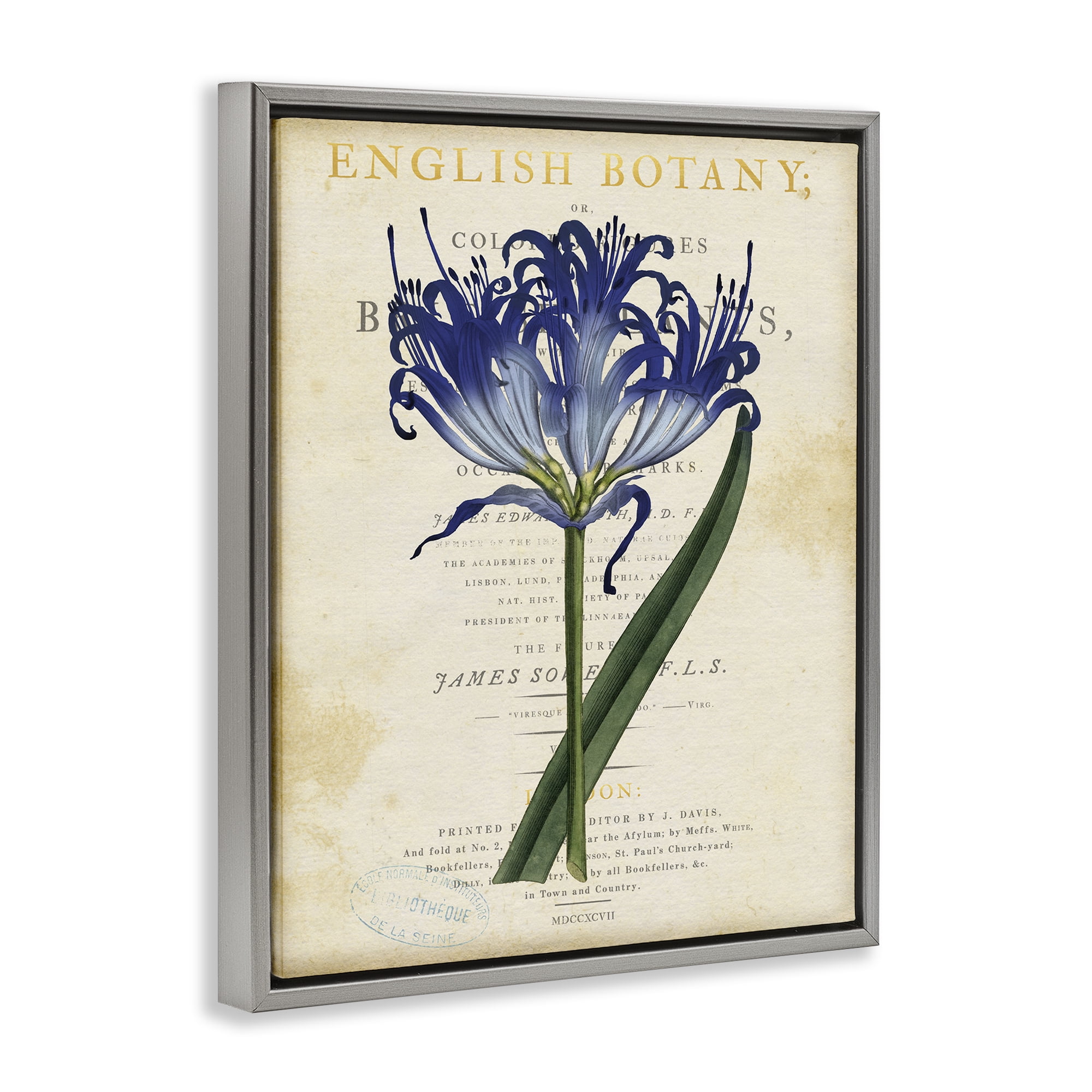 Stupell Industries English Botany Blue Floral Gray Framed Floater Canvas Wall Art, design by Susan Arnot