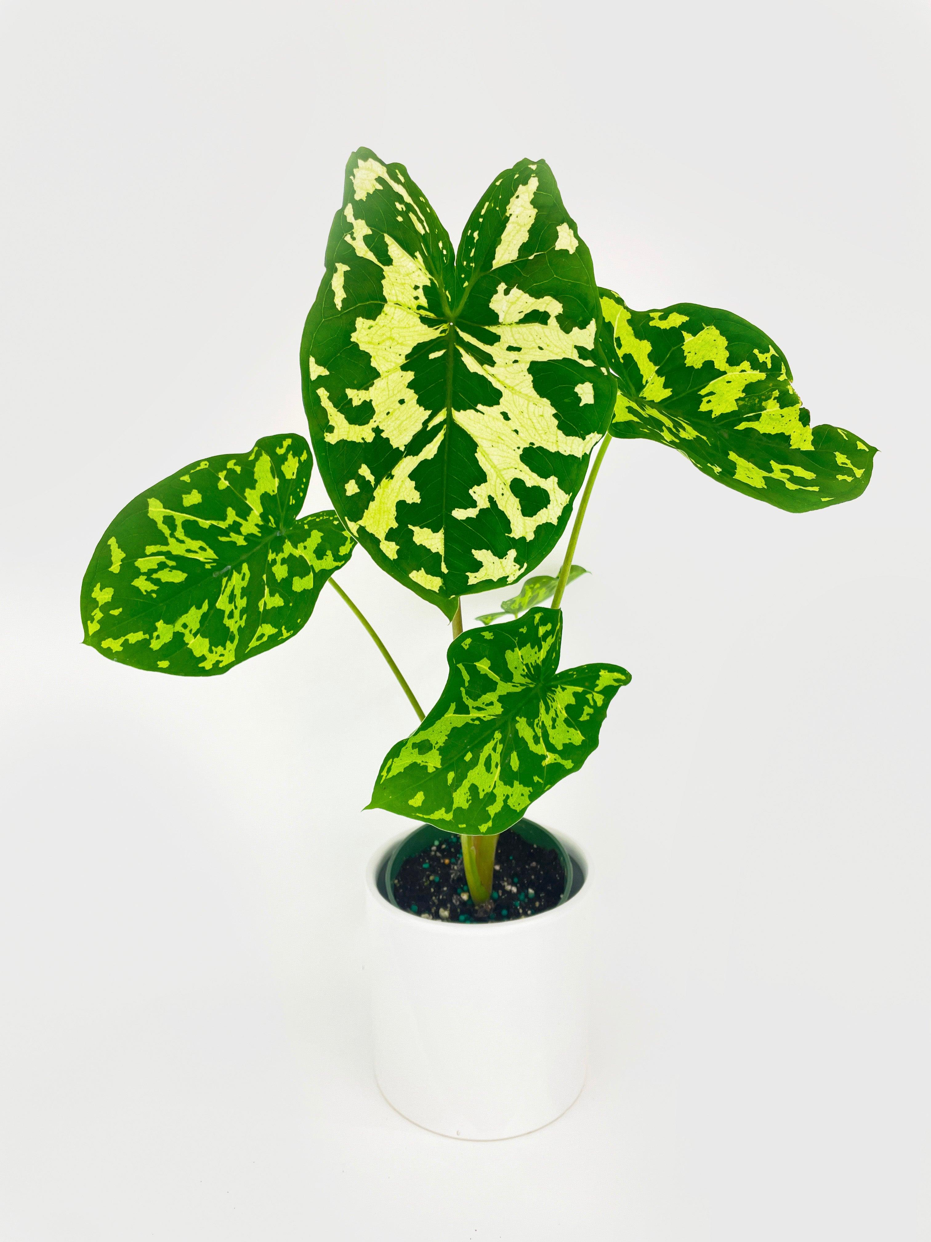 Caladium Hilo Beauty - Live Air-Purifying Indoor Plant in Nursery Pot – Easy Care, Low Maintenance Houseplant for Home & Office Decor, Natural Air Cleaner, Best for Beginners (4"Pot)
