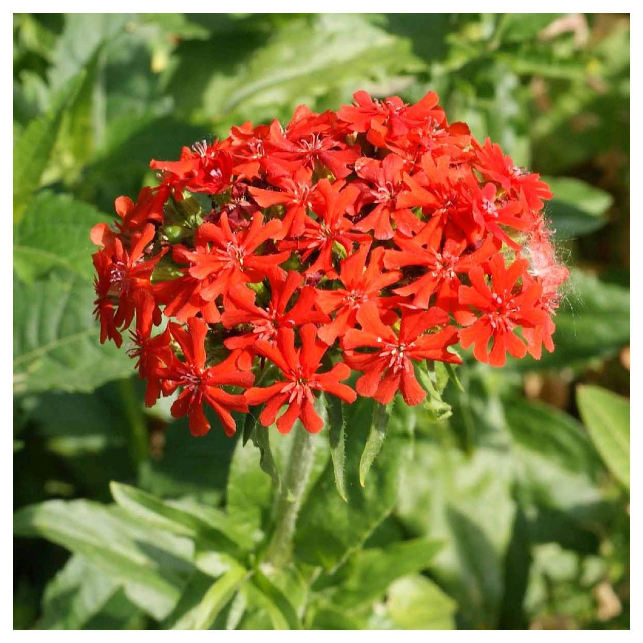 Everwilde Farms - 1/4 lb Maltese Cross Garden Flower Seeds - Gold Vault Bulk Seed Packet