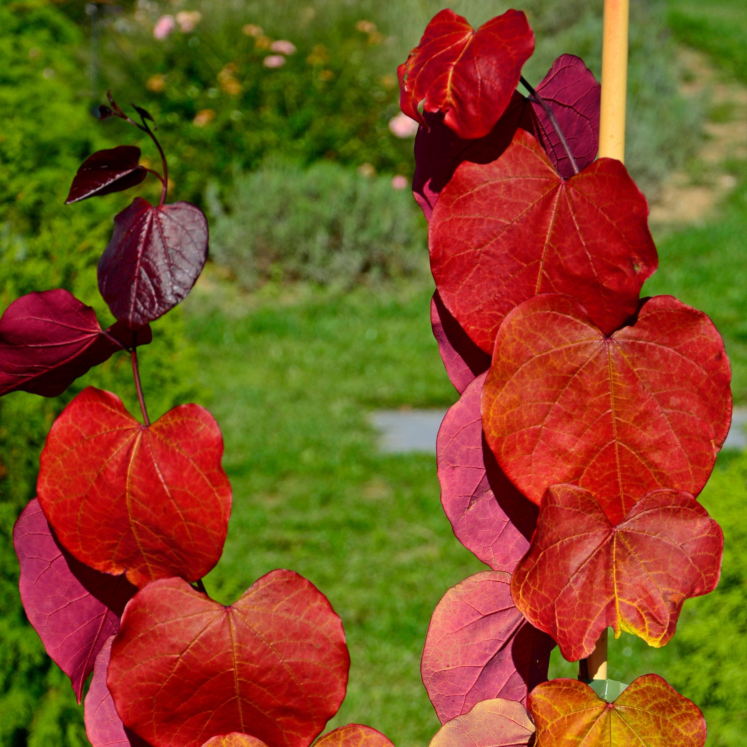 National Plant Network 2 gal. Redbud Hearts A Fire Tree
