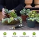 thumbnail image 4 of del Suelo, Medidor de Humedad, Probador de Humedad del Suelo A Prueba de Agua para Detector de Plantación de Invernaderos, Vegetales en Macetas y Jardines, 4 of 5