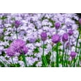 thumbnail image 2 of Engelbrecht, Lisa S. 18x13 White Modern Wood Framed Museum Art Print Titled - Creeping Phlox and chives, 2 of 4