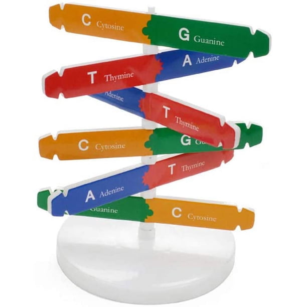 Modelo De ADN Para Niños – Kit Educativo De Ciencia En Doble Hélice Para Enseñanza Y Aprendizaje De Biología