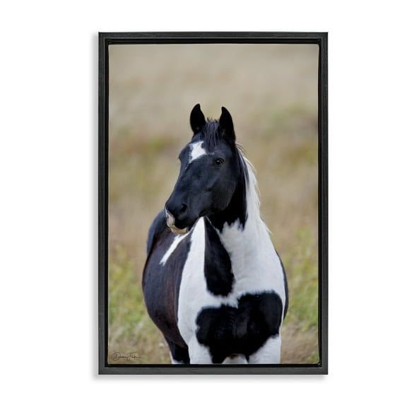 Stupell Industries Black & White Foal Animals & Insects Photography Black Floater Framed Canvas Art Print Wall Art, 17 x 25